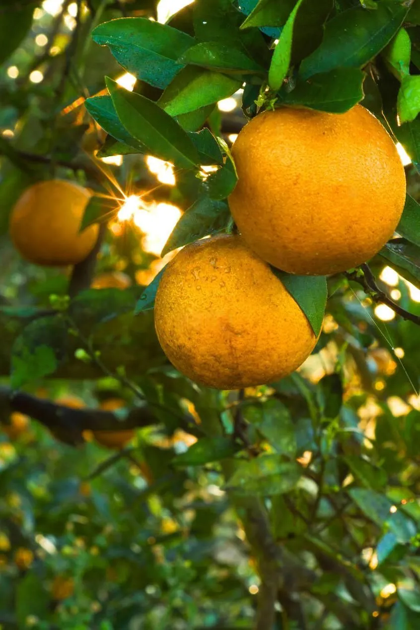 Freezed damaged oranges still on tree Dade City Florida Orange Grove located at N28 degrees 19 43 and W82 degrees 1110 Freezed damaged oranges still on tree Dade City Florida Orange Grove located at N28 degrees 19 43 and W82 degrees 1110